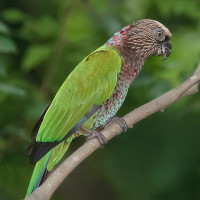 Red-fan Parrot